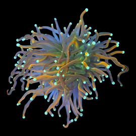 One head sun god torch