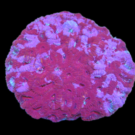 L red wine favia wysiwyg