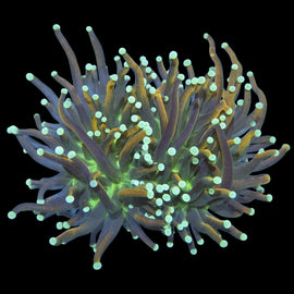 Splitting Jester torch