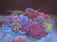 2 Xl zoa garden