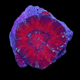 M Scolymia Coral wysiwyg