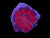 M Scolymia Coral wysiwyg