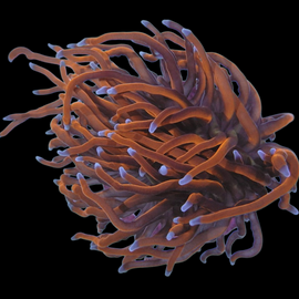 One head ultra gold with blue tips