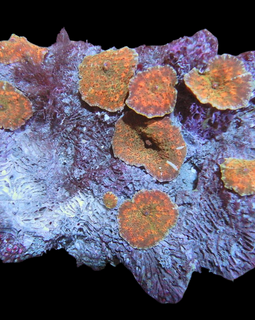 L mushrooms colony