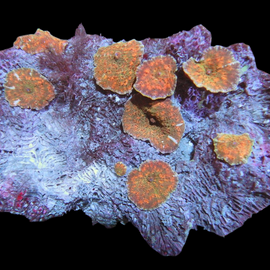 L mushrooms colony