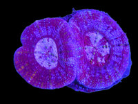 Double head red Scolymia Coral