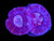 Double head red Scolymia Coral
