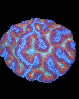 Mutli color Symphyllia wysiwyg