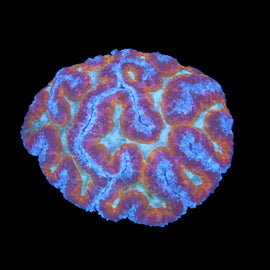 Mutli color Symphyllia wysiwyg