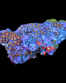Mutli color zoa colony #8