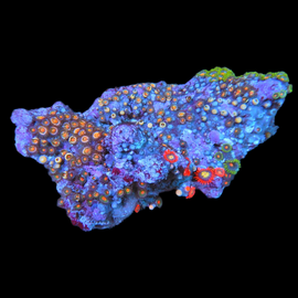 Mutli color zoa colony #8