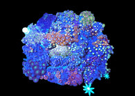 XXL zoa garden colony #3