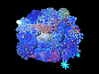 XXL zoa garden colony #3