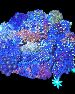 XXL zoa garden colony #3