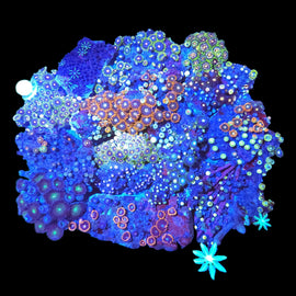 XXL zoa garden colony #3