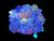 XXL zoa garden colony #3