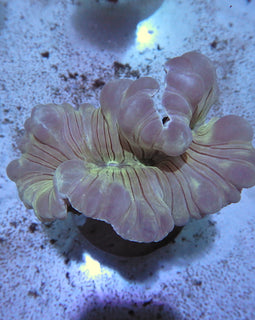 Elephant ear coral wysiwyg