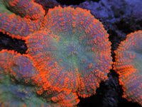 Xl orange mushrooms colony