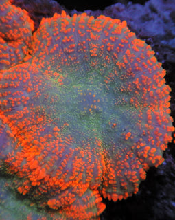 Xl orange mushrooms colony