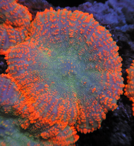 Xl orange mushrooms colony