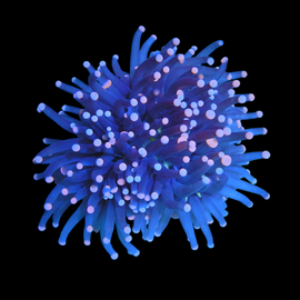 3 heads indo joker torch