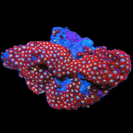 XL red zoa colony #22
