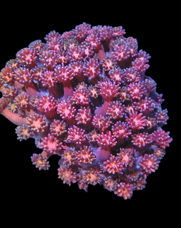 Pink/ orangish goni frag. Wysiwyg