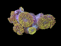 Hairy mushrooms colony