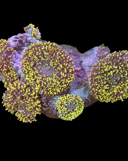 Hairy mushrooms colony