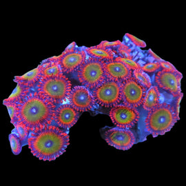 Bowser Zoa colony #12
