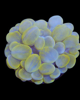 S bubble gold coral wysiwyg