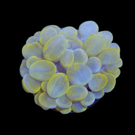 S bubble gold coral wysiwyg
