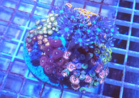Zoa garden mix #4