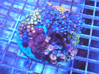 Zoa garden mix #4