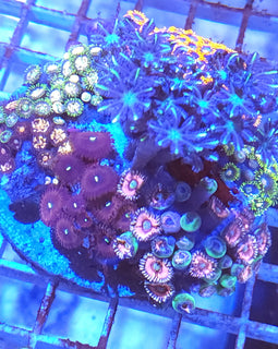 Zoa garden mix #4