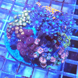 Zoa garden mix #4