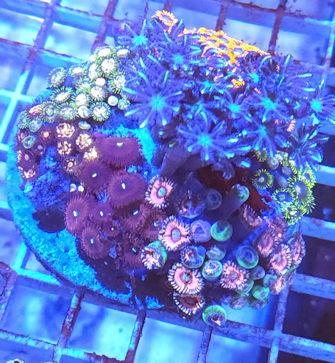 Zoa garden mix #4