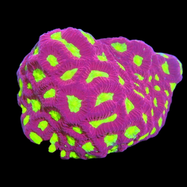 Neon mouth favia wysiwyg