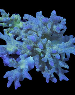 Neon finger soft coral wysiwyg