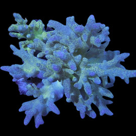 Neon finger soft coral wysiwyg