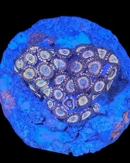 Heart shaped pink and blue zoa colony #24