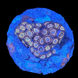 Heart shaped pink and blue zoa colony #24