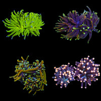 Multi heads elite torch packs