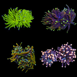 Multi heads elite torch packs
