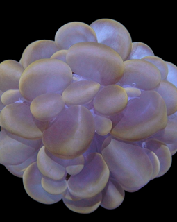 Gold bubble coral wysiwyg