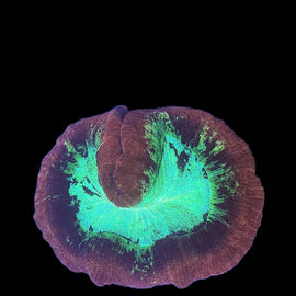 XL red and neon openbrain coral wysiwyg