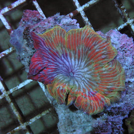 Rainbow mushrooms colony