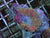 Rainbow mushrooms colony