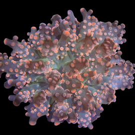 Orange ocotospwan- fragspwan collection