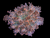 Orange ocotospwan- fragspwan collection